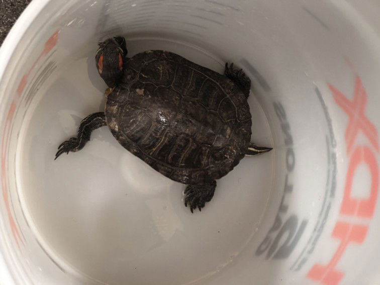 adoptable Turtle in Los Angeles, CA named NINJA
