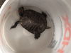 adoptable Turtle in  named NINJA