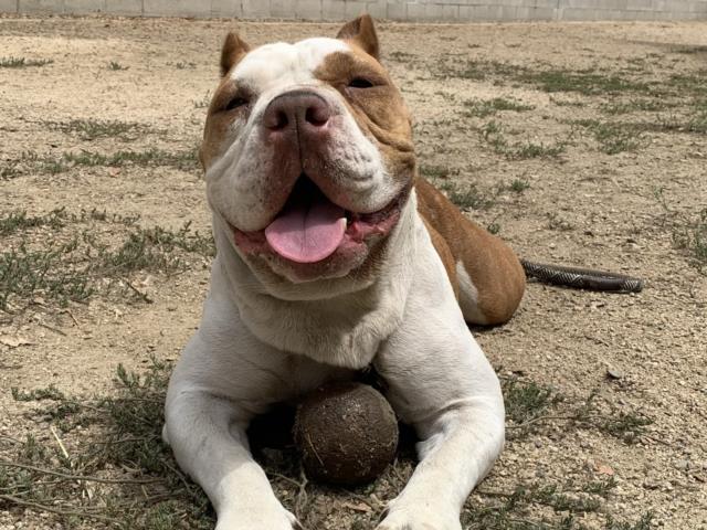 adoptable Dog in Los Angeles, CA named SONIA