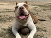 adoptable Dog in  named SONIA