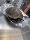adoptable Turtle in  named GRIM