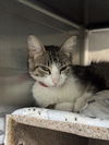 adoptable Cat in  named ANGELA