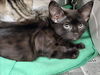 adoptable Cat in Los Angeles, CA named NUNA