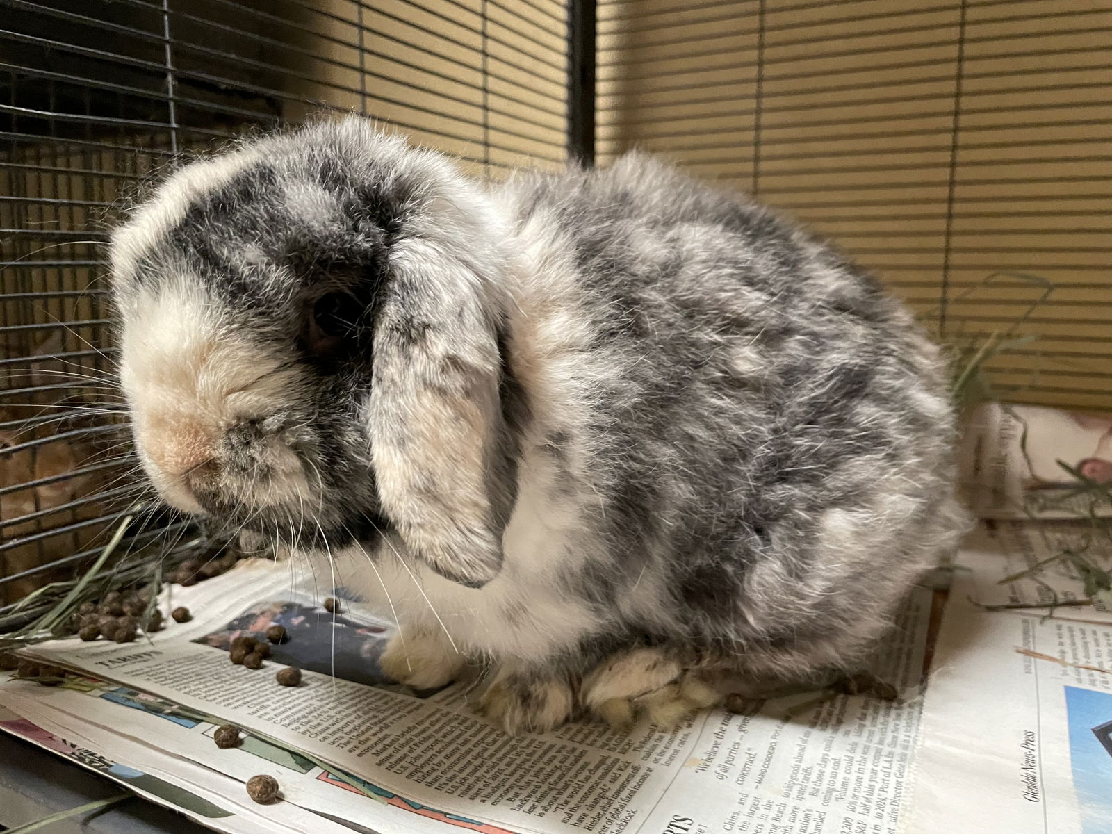 adoptable Rabbit in Los Angeles, CA named BROWNY