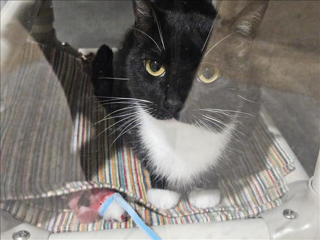 adoptable Cat in Los Angeles, CA named MINNIE
