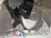 adoptable Cat in Los Angeles, CA named MINNIE