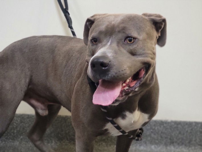 adoptable Dog in Los Angeles, CA named BUDDY