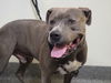 adoptable Dog in Los Angeles, CA named BUDDY