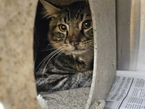 adoptable Cat in Los Angeles, CA named BLAKE