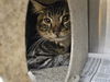 adoptable Cat in Los Angeles, CA named BLAKE