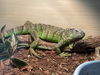 adoptable Iguana in Los Angeles, CA named SQUIRT