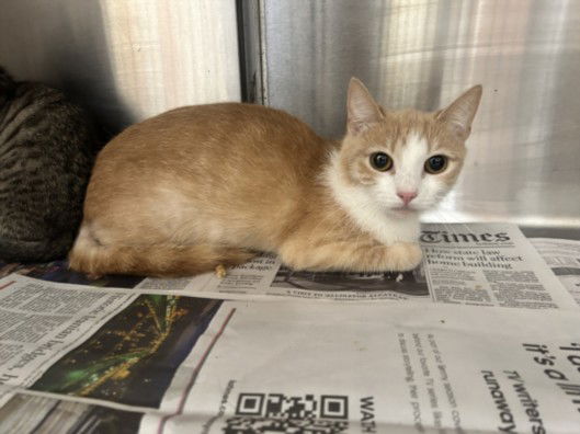 adoptable Cat in Los Angeles, CA named AVERY