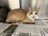 adoptable Cat in Los Angeles, CA named AVERY