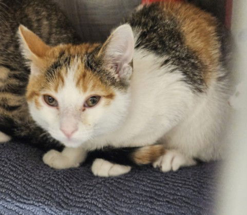 adoptable Cat in Los Angeles, CA named ATLAS
