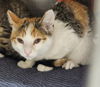 adoptable Cat in Los Angeles, CA named ATLAS
