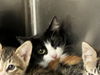 adoptable Cat in Los Angeles, CA named RILEY