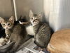 adoptable Cat in Los Angeles, CA named AMARI