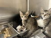 adoptable Cat in Los Angeles, CA named AZRIEL