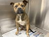 adoptable Dog in Los Angeles, CA named TACO