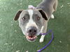 adoptable Dog in  named SUGAR