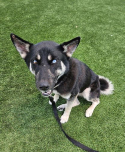 adoptable Dog in Los Angeles, CA named REGAL