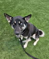 adoptable Dog in Los Angeles, CA named REGAL