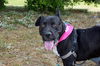 adoptable Dog in  named LUNA