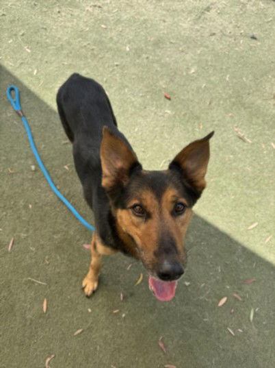 adoptable Dog in Los Angeles, CA named AZUL