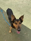 adoptable Dog in  named AZUL