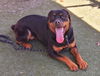 adoptable Dog in  named CHANEL