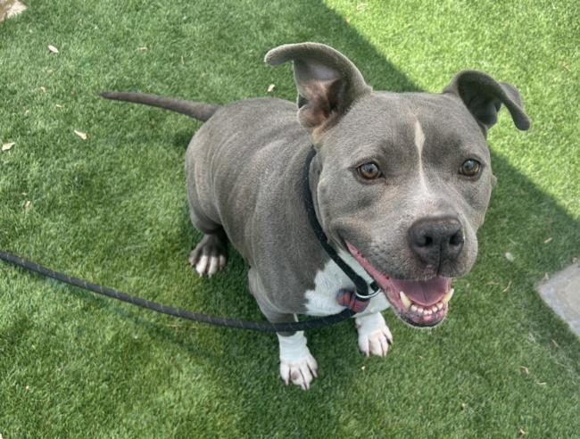 adoptable Dog in Los Angeles, CA named CUCO