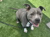 adoptable Dog in  named CUCO