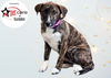 adoptable Dog in  named MIMI