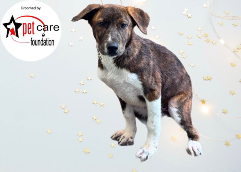 adoptable Dog in Los Angeles, CA named TALOR