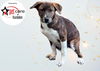 adoptable Dog in  named TALOR