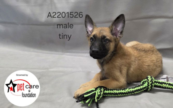 adoptable Dog in Los Angeles, CA named TINY