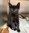 adoptable Cat in  named GERKIN