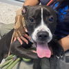 adoptable Dog in  named REXIE