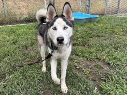 adoptable Dog in Los Angeles, CA named ALEXITO