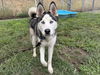 adoptable Dog in  named ALEXITO