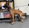 adoptable Dog in  named TYSON