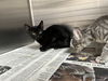 adoptable Cat in  named APPLE