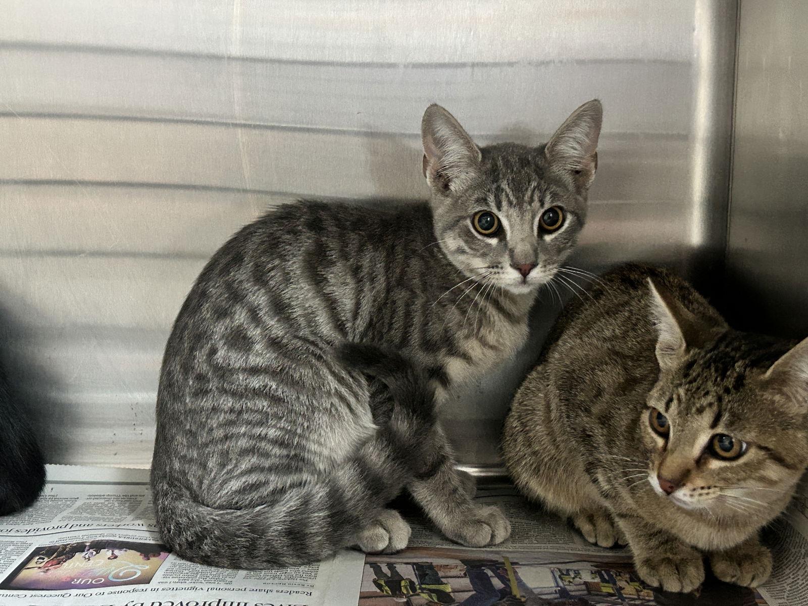 adoptable Cat in Los Angeles, CA named BANANA