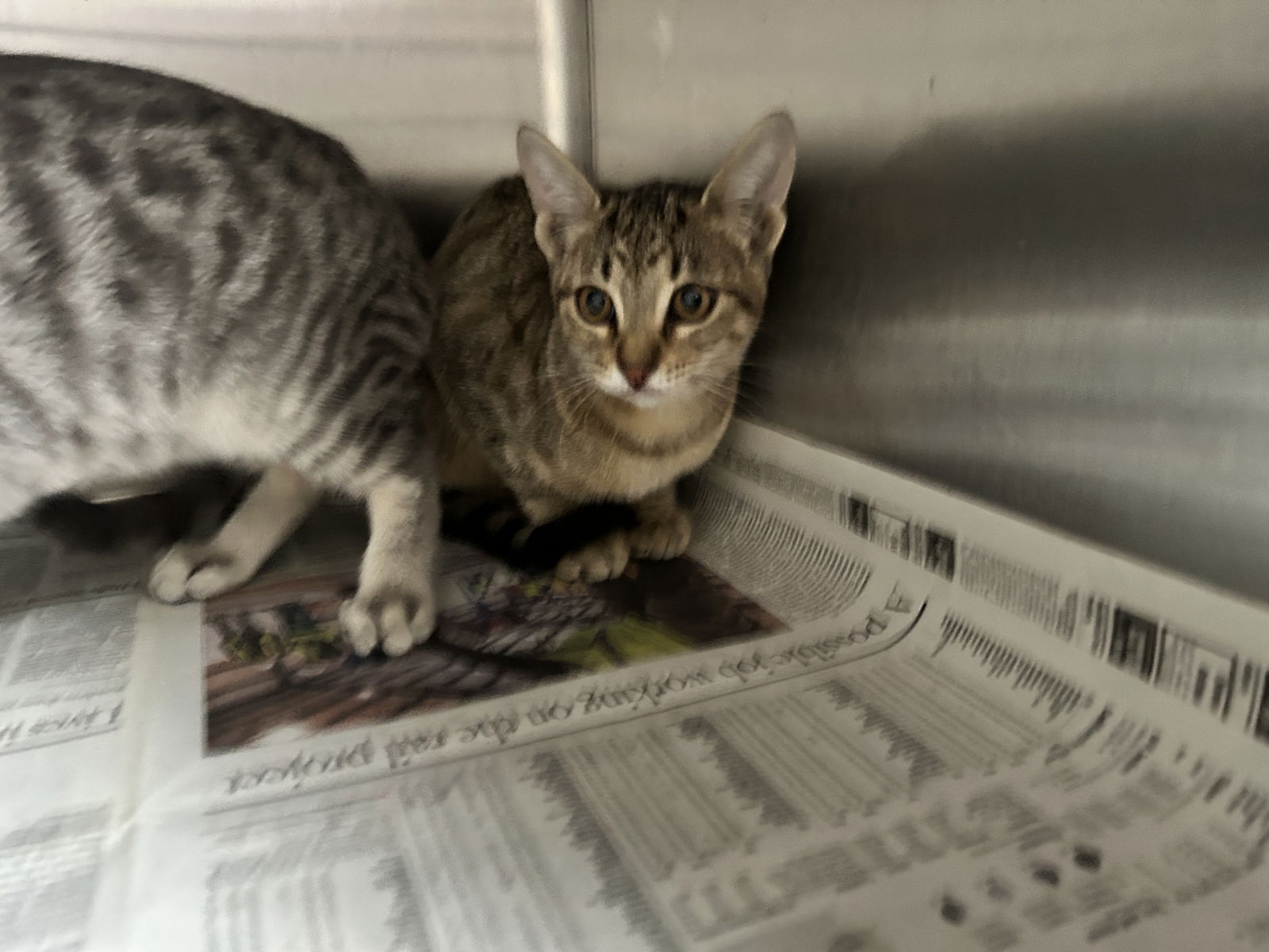 adoptable Cat in Los Angeles, CA named MELON