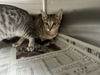 adoptable Cat in  named MELON