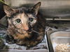 adoptable Cat in Los Angeles, CA named BROWNIE