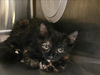 adoptable Cat in Los Angeles, CA named MIMMIE