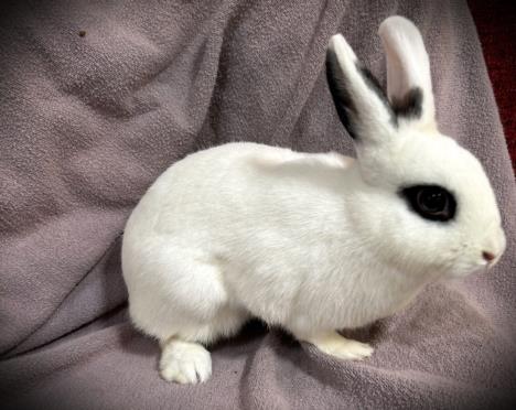 adoptable Rabbit in Los Angeles, CA named SNOW