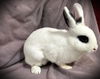 adoptable Rabbit in  named SNOW