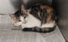 adoptable Cat in Los Angeles, CA named CALYPSO